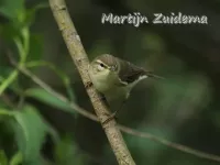 Grauwe fitis [Phylloscopus trochiloides]